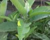 manfaat daun sembung